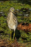 Ardeola ralloides (Sgarza ciuffetto )